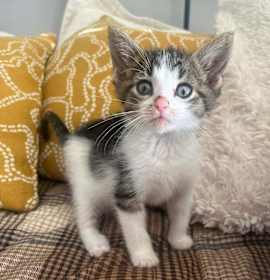 Photo of Douglas Fur