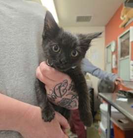 Photo of Lucky Little Ladybug