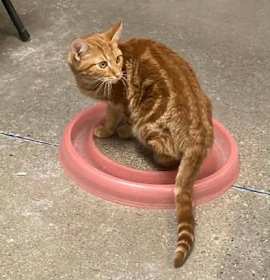 Photo of St Joachim (Bonded with Roy)