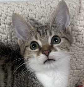 Photo of Charlie Daniels