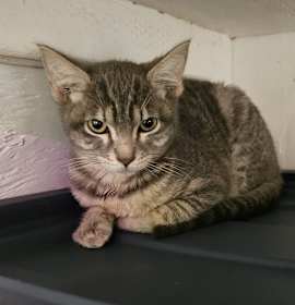 Photo of **Cat Cafe** Agnetha