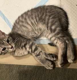 Photo of Autumn Gold