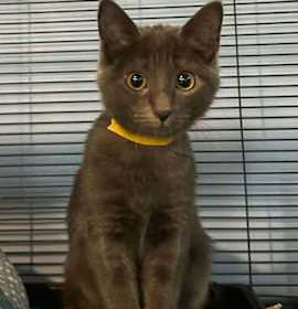 Photo of Janis Joplin