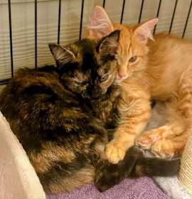 Photo of MURPHY AND BIRDIE