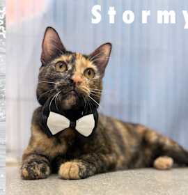 Photo of Stormy