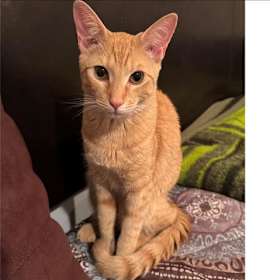 Photo of FIRECRACKER