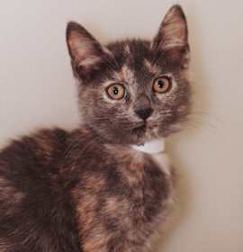 Photo of 88543A Frances- PetSmart Mt Pl