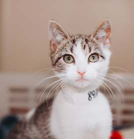 Photo of 89181a Calliope- PetSmart  Mt