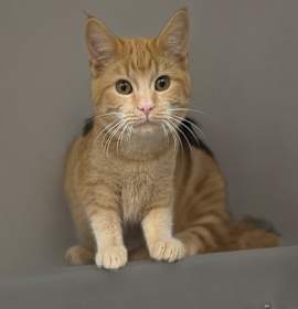 Photo of Ceviche 25-1676