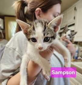 Photo of Sampson