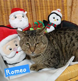 Photo of Romeo