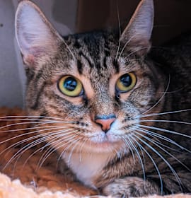 Photo of Sweetie Pie