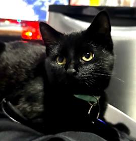 Photo of Cinnamon Bun