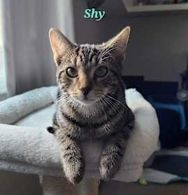 Photo of Shy