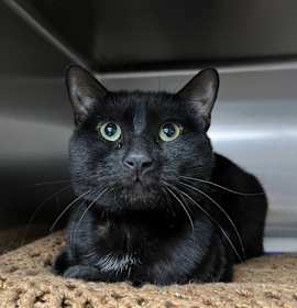 Photo of Medicine Cabinet