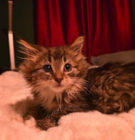 Photo of Millennium Earl