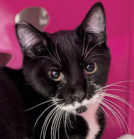 Photo of Cyril Figgis