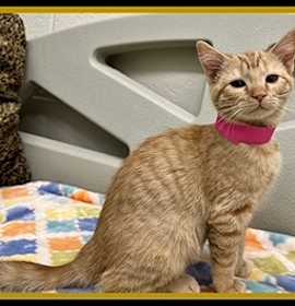 Photo of HOLLY JOLLY