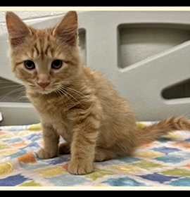 Photo of FELIZ NAVIDAD