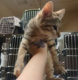 Photo of Bidi Bidi Bom Bom