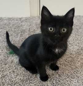 Photo of Jingle Bell