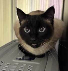 Photo of Jasmine *In Foster*