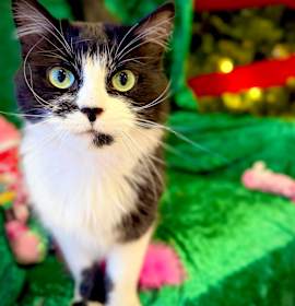 Photo of Peppermint Patty