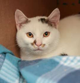 Photo of Buttercream