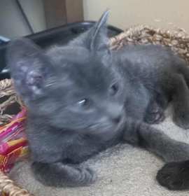 Photo of RAISING CANES