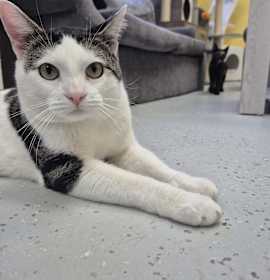 Photo of Gordie Meow