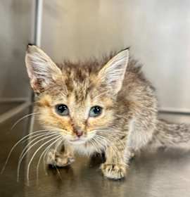Photo of Baked Mac and Cheeze