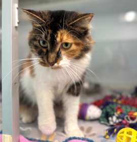 Photo of Twinkle Bell