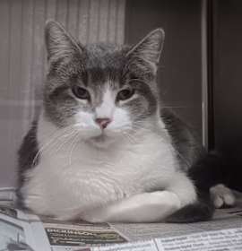 Photo of Cheer Meister