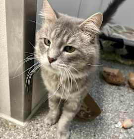 Photo of Lasagna Larry