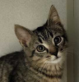 Photo of Lemon Squeezy