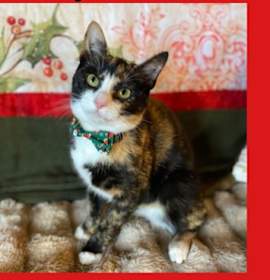 Photo of Marion *A PRIORITY PET*