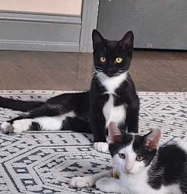 Photo of Spicy Sauce Sonya