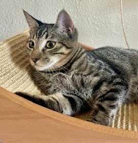 Photo of Jill ⭐️PROMOTION⭐️ Charlie's Angel's Litter