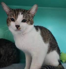 Photo of Pecan Praline - Foster-to-Adop