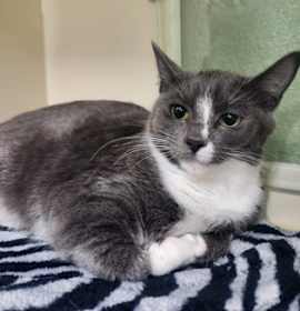 Photo of Divinity - Foster-to-Adopt