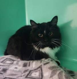 Photo of Crinkle Cookie - Foster-to-Ado