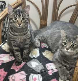 Photo of Rizzo and Gonzo