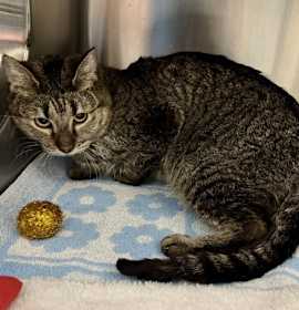 Photo of Barn Buddy: Celeste