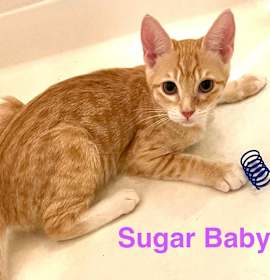 Photo of Sugar Baby