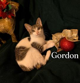 Photo of Gordon