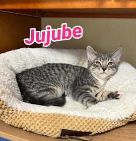 Photo of Jujube