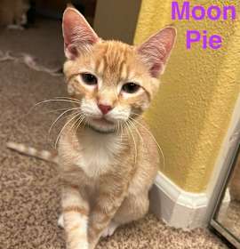 Photo of MoonPie