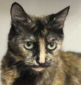 Photo of Gingerbread