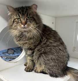 Photo of Eddie ~ Friendly Indoor/Outdoor