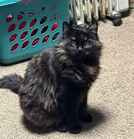 Photo of Princess Pickle